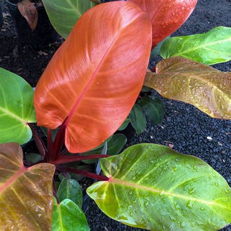philodendron with orange leaves